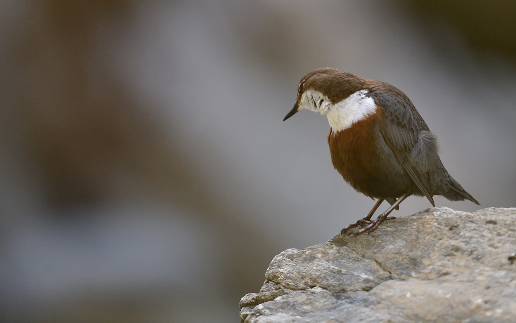 DS5_0787.jpg