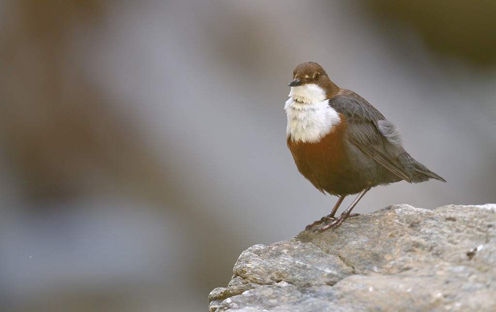 DS5_0793.jpg