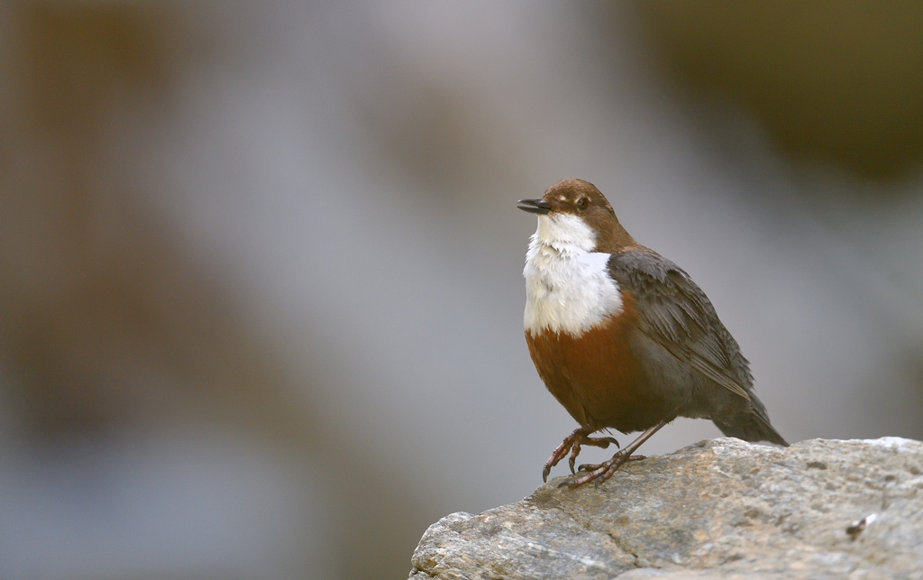 DS5_0809.jpg