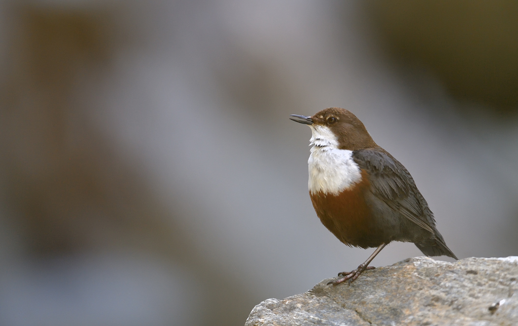 DS5_0815.jpg