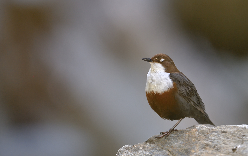 DS5_0817.jpg
