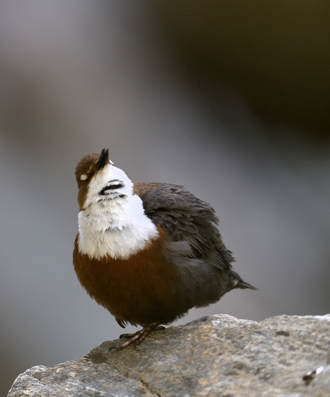 DS5_0821.jpg