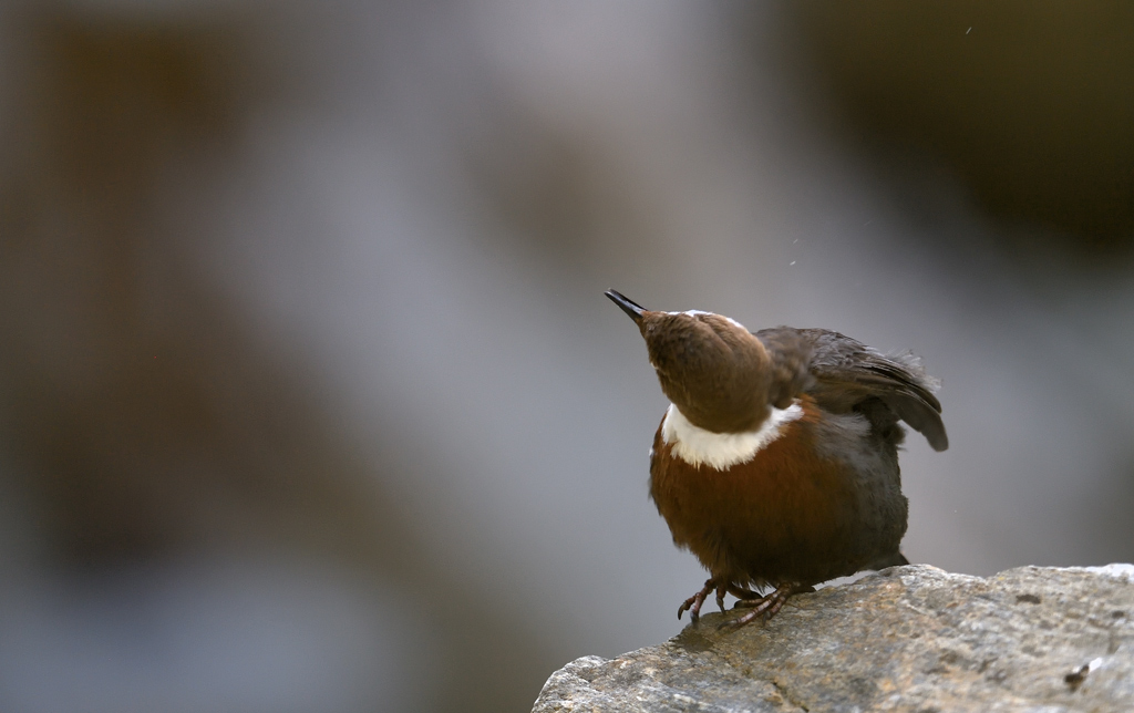 DS5_0822.jpg
