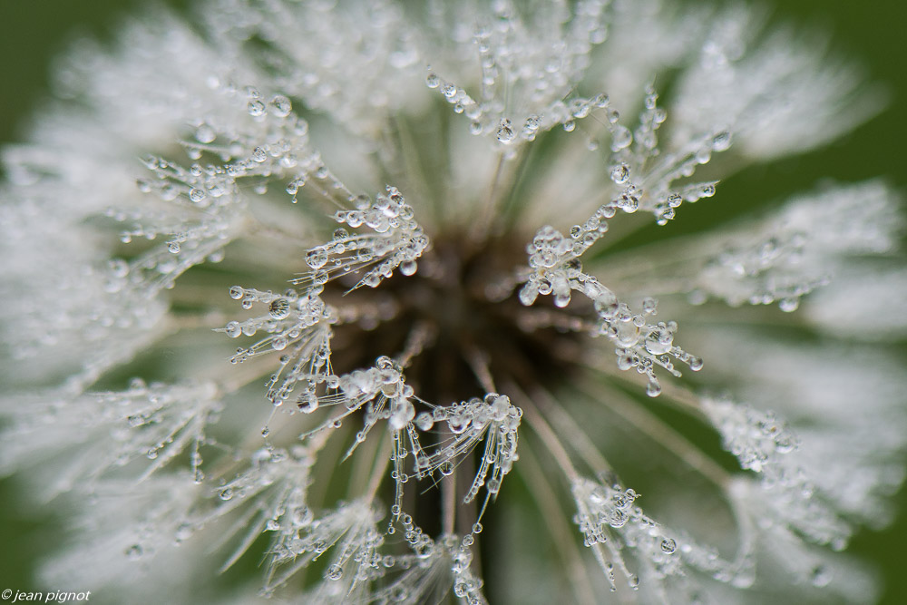 dans la rosée 05 2020-2285.jpg