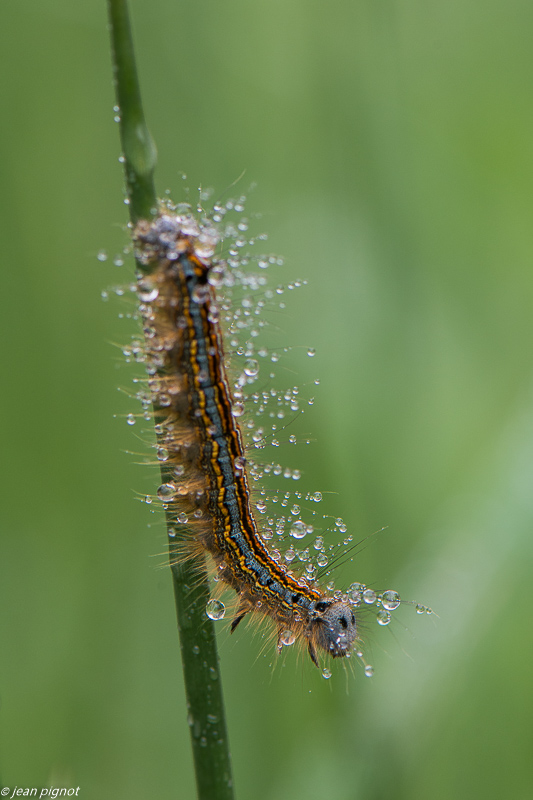 dans la rosée 05 2020-2299.jpg