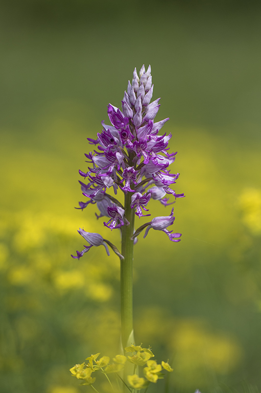 Orchidées SC.jpg