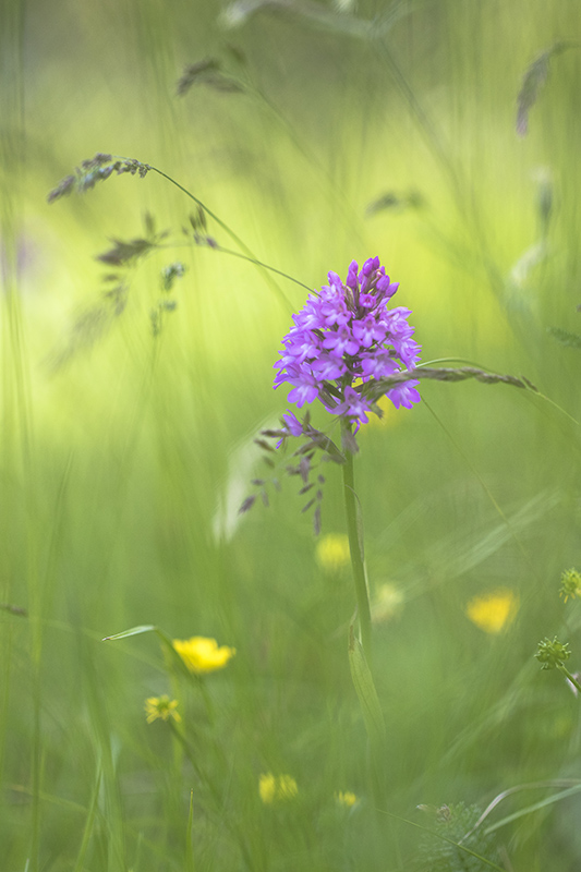 Orchidées AD2.jpg