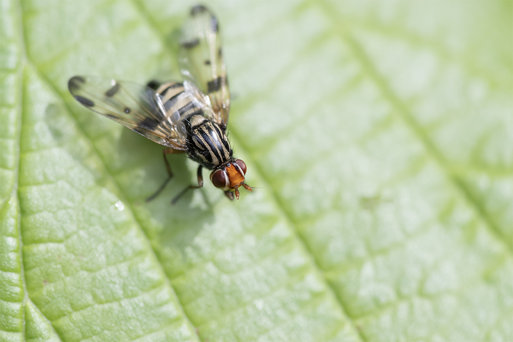 mouche 03 05 4.jpg