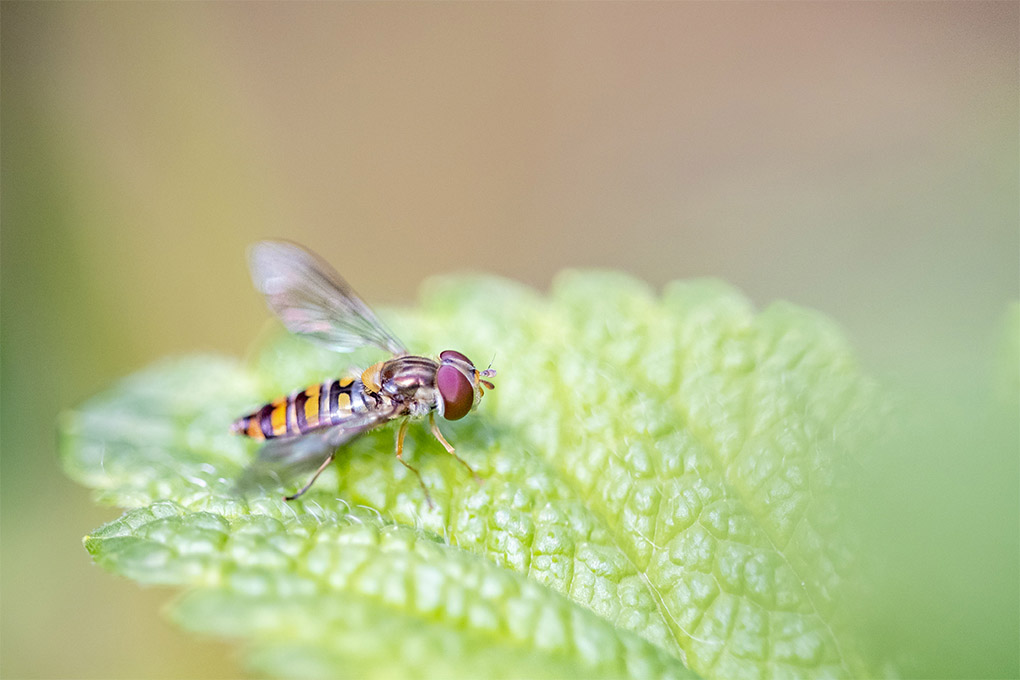 mouche 03 05 5.jpg