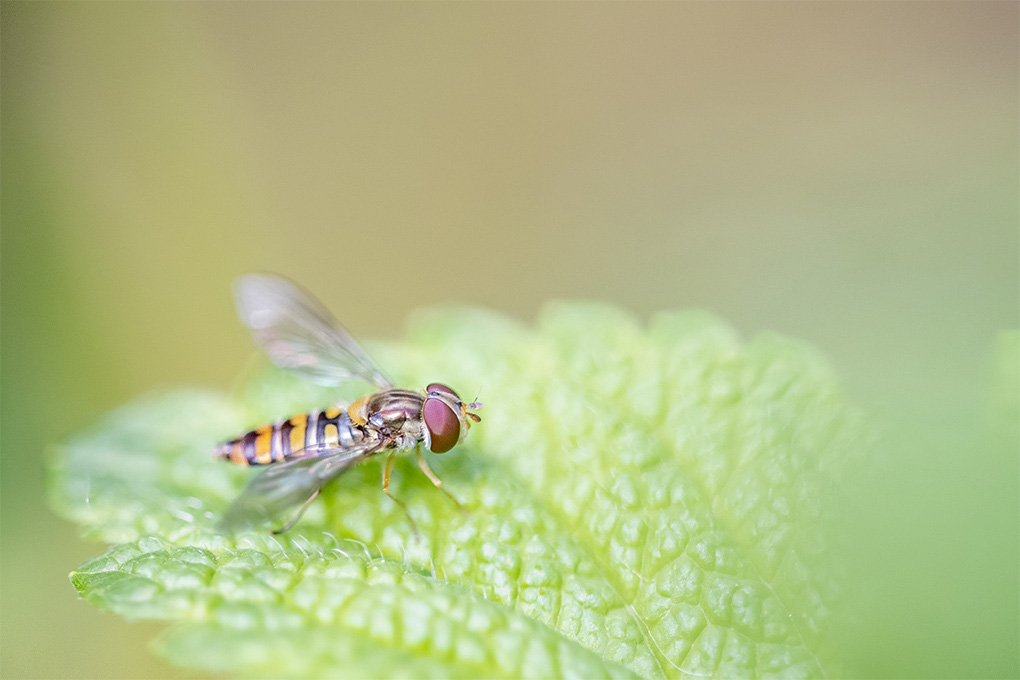 mouche 03 05 6.jpg