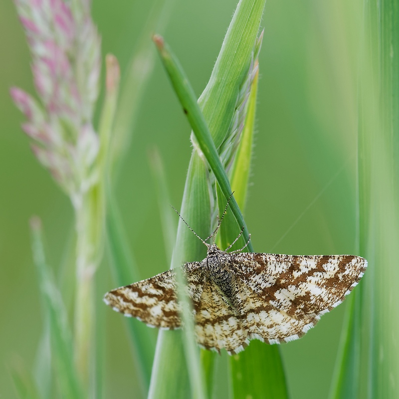 DSC_3480_DxO-1.jpg