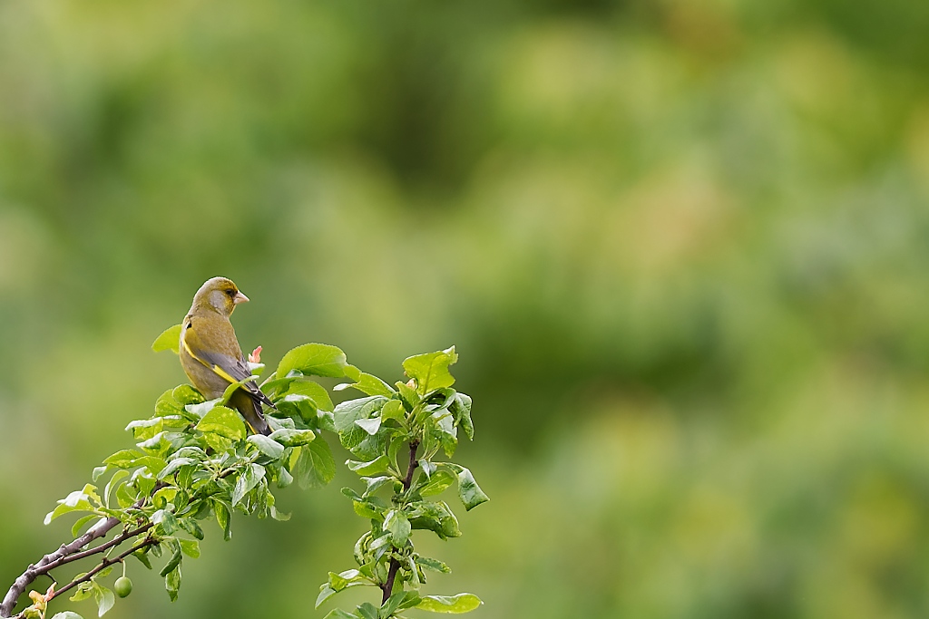 DSC_3921_DxO.jpg
