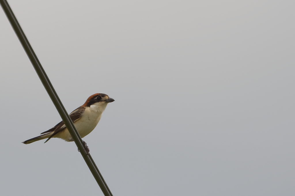 DSC_3929_DxO.jpg