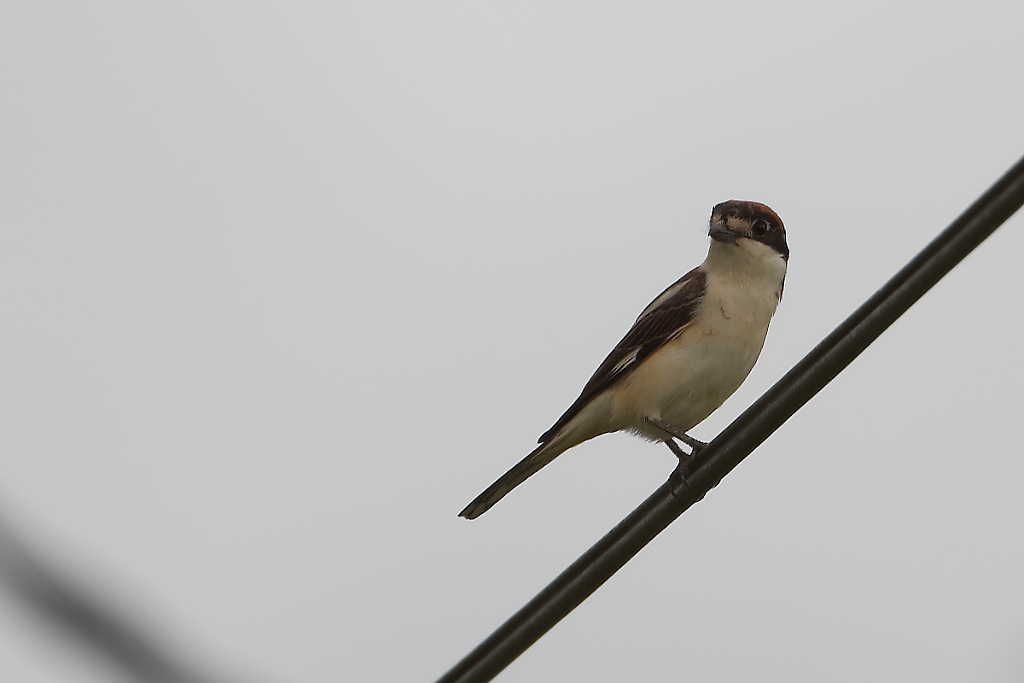 DSC_3943_DxO.jpg