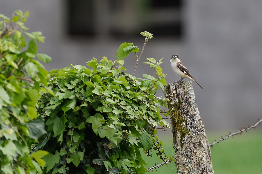 DSC_3948_DxO.jpg