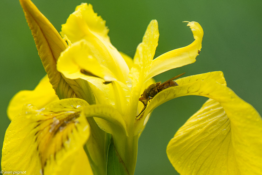 insectes des iris 05 2020-2353.jpg