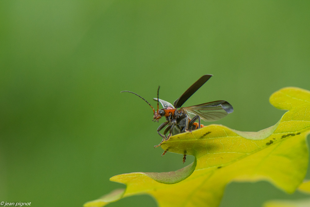 insecte a l envol 05 2020-2335.jpg