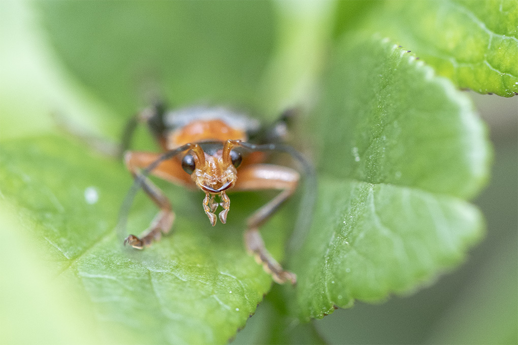 insecte 04 05 1.jpg