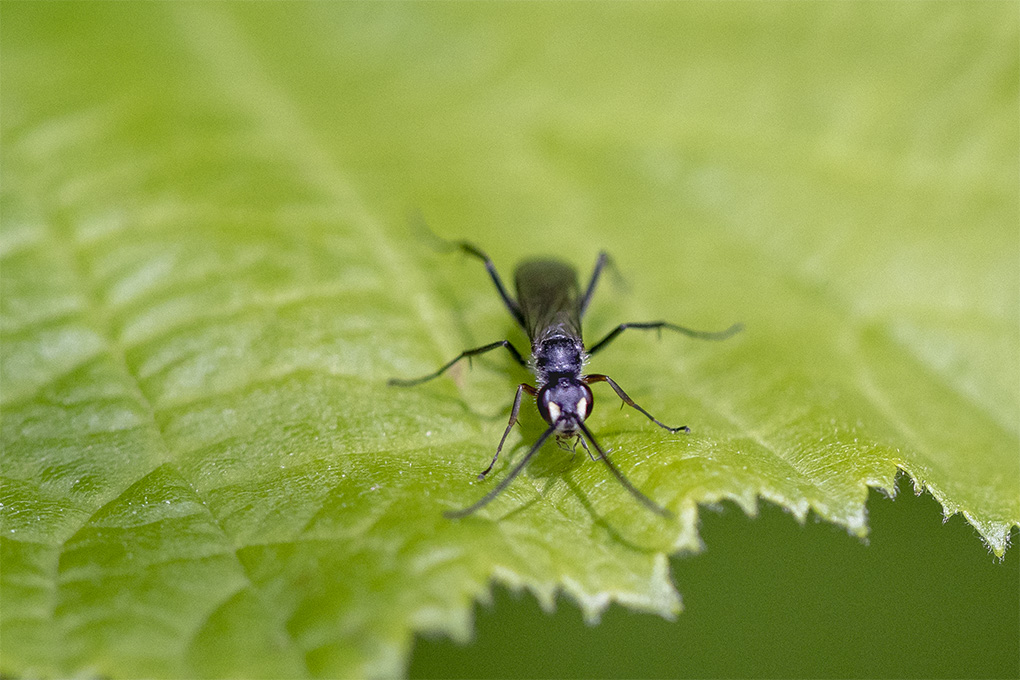 insecte 04 05 2.jpg