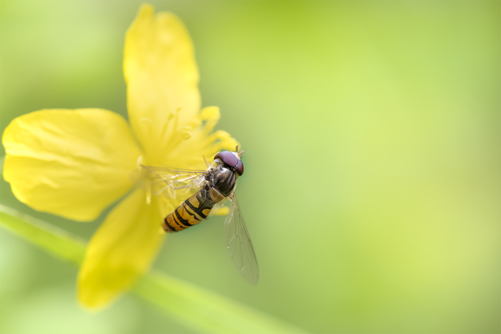 mouche 04 05 2.jpg