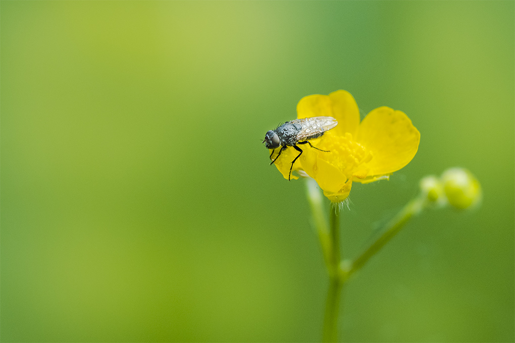 mouche 03 05 3.jpg