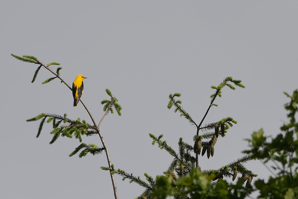 DSC_3967_DxO.jpg