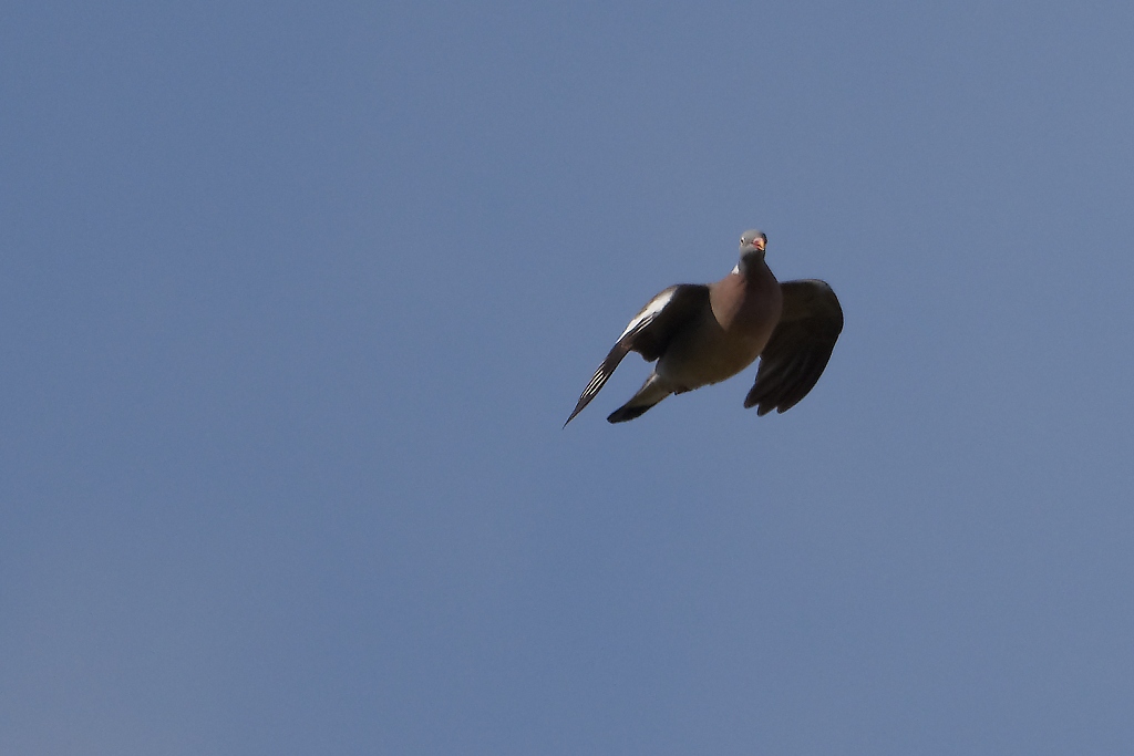 DSC_4006_DxO.jpg