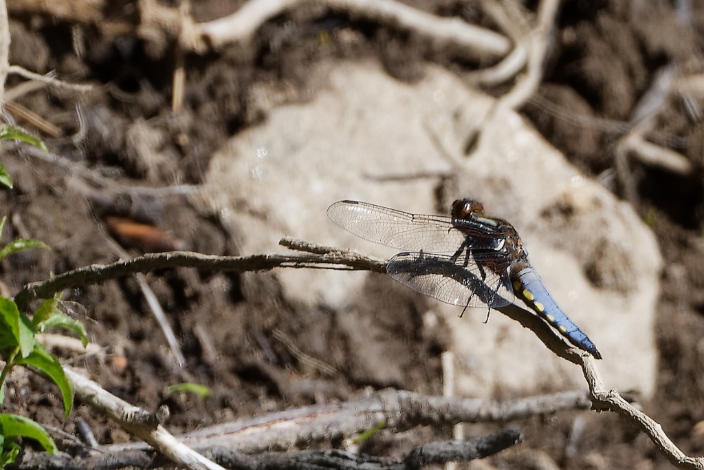DSC_3998_DxO.jpg