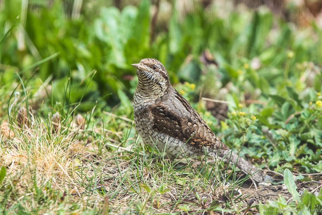 DSC_6860-2.jpg