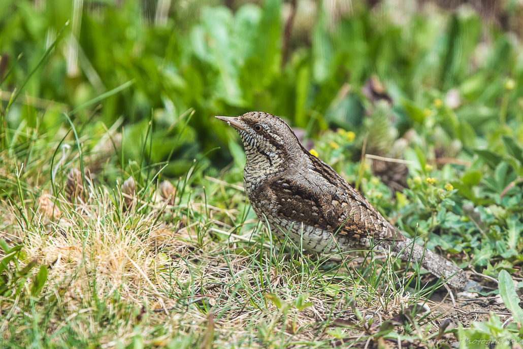 DSC_6861-3.jpg