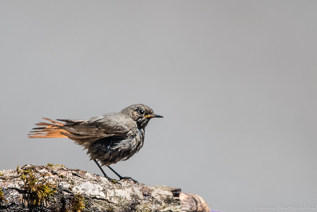 DSC_6804-2.jpg