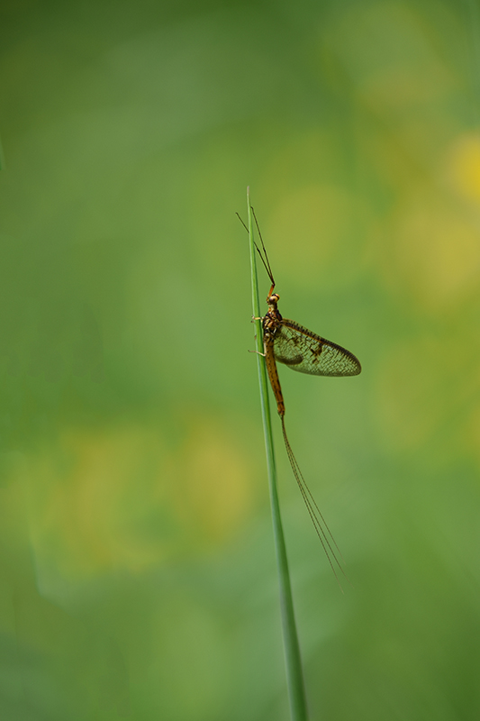 DSC_1305 copie 1.jpg