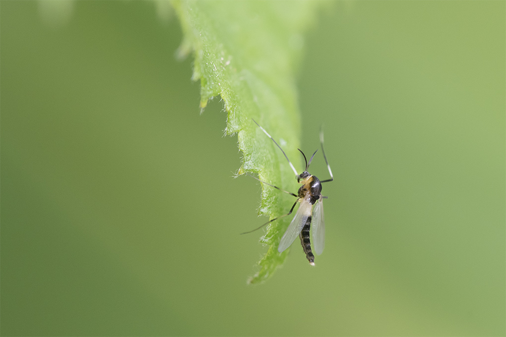 insecte 05 05 1.jpg
