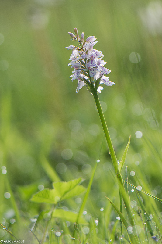 orchis a feuilles tachetées 05 2020-2606.jpg