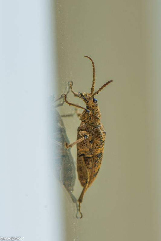 rhagium mordax 05 2020-2730.jpg