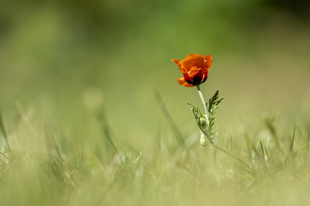 coquelicot 07 05 1.jpg