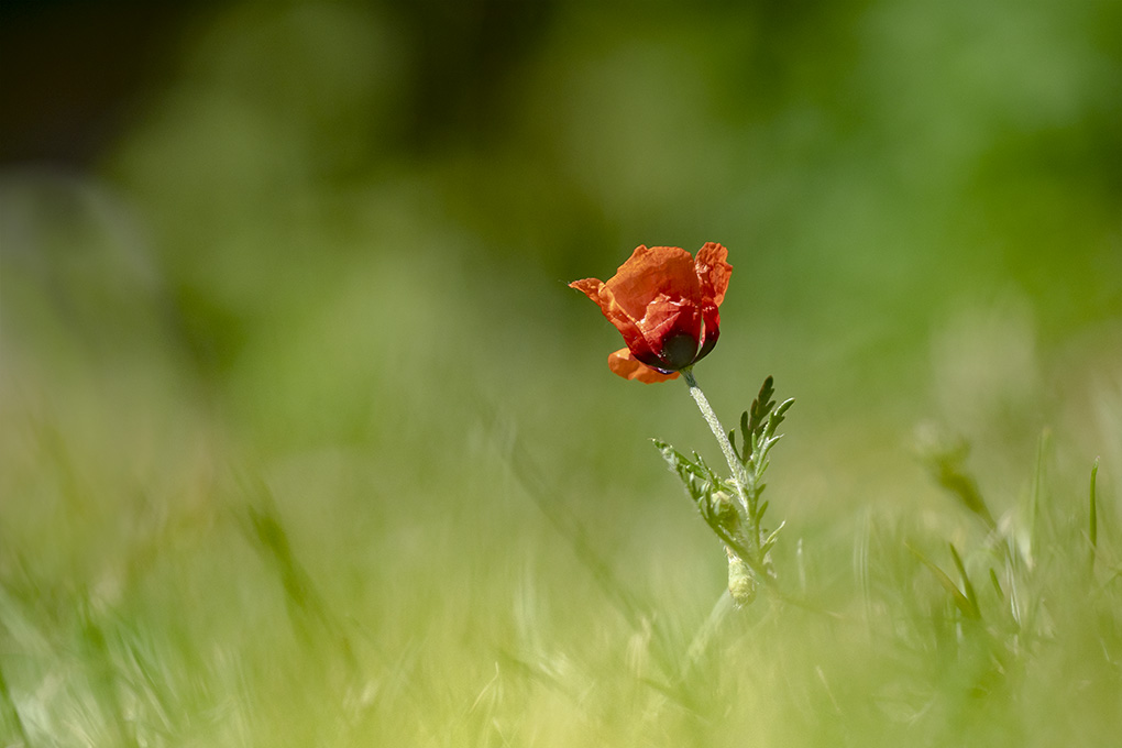 coquelicot 07 05 2.jpg