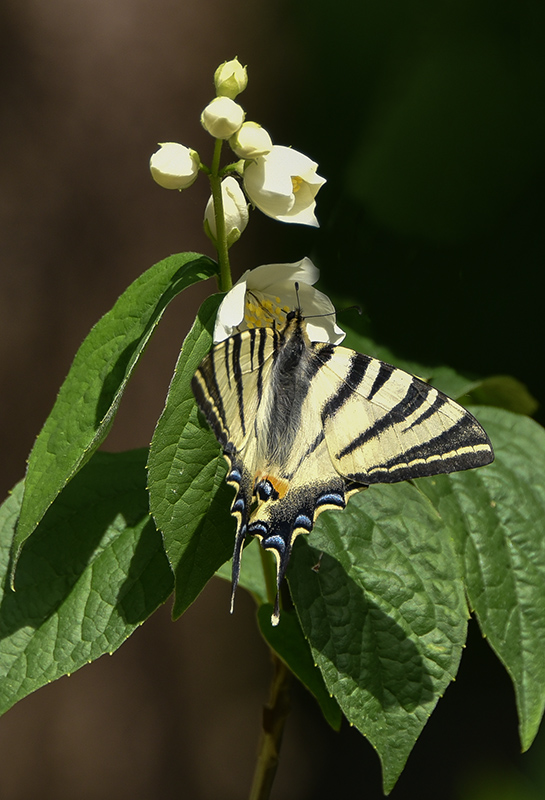 DSC_1947 copie 1.jpg