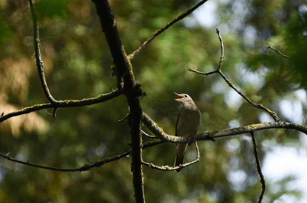 DSC_1925 copie 1.jpg