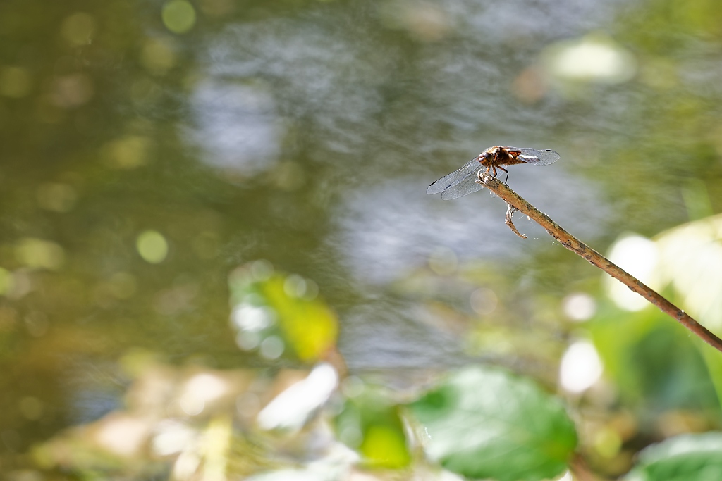 DSC_9252_DxO.jpg