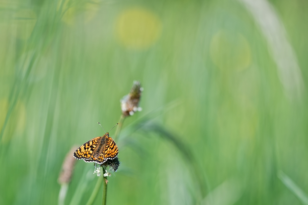 DSC_9298_DxO.jpg