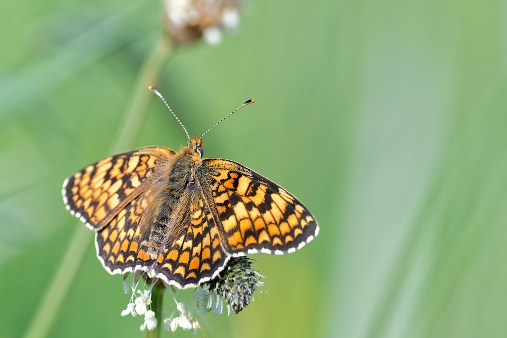 DSC_9311_DxO.jpg