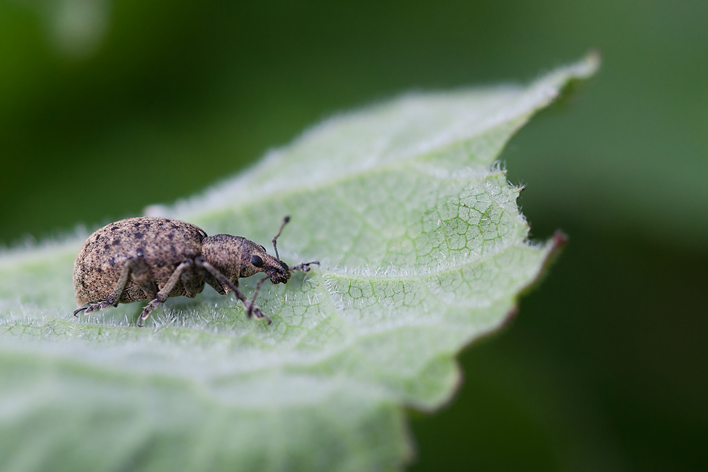 Liophloeus tessulatus.jpg