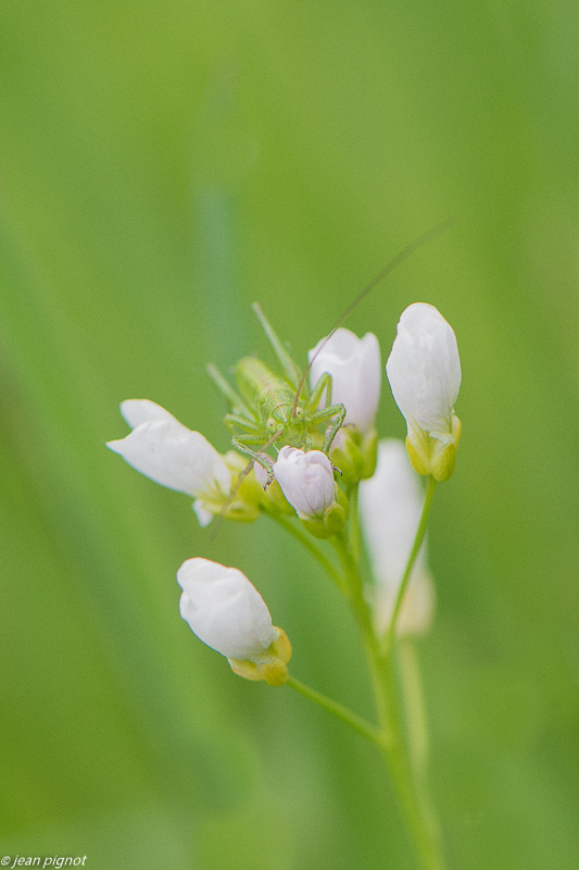 sauterelle verte 05 2020-2736-2.jpg