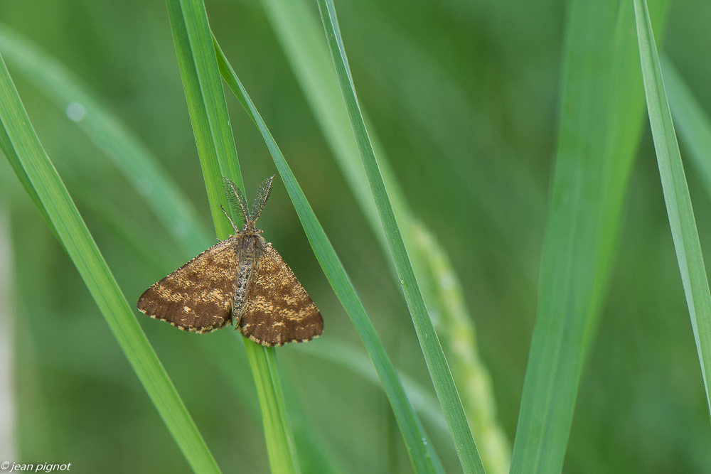 papillon du champs 05 2020-2023.jpg