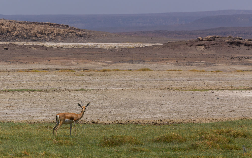 Gazelle.jpg