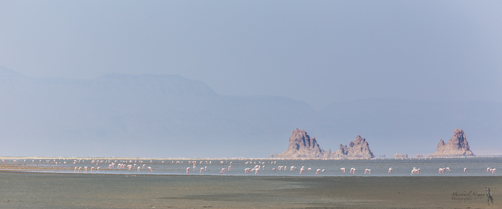 Flamants sur Lac Abbé.jpg