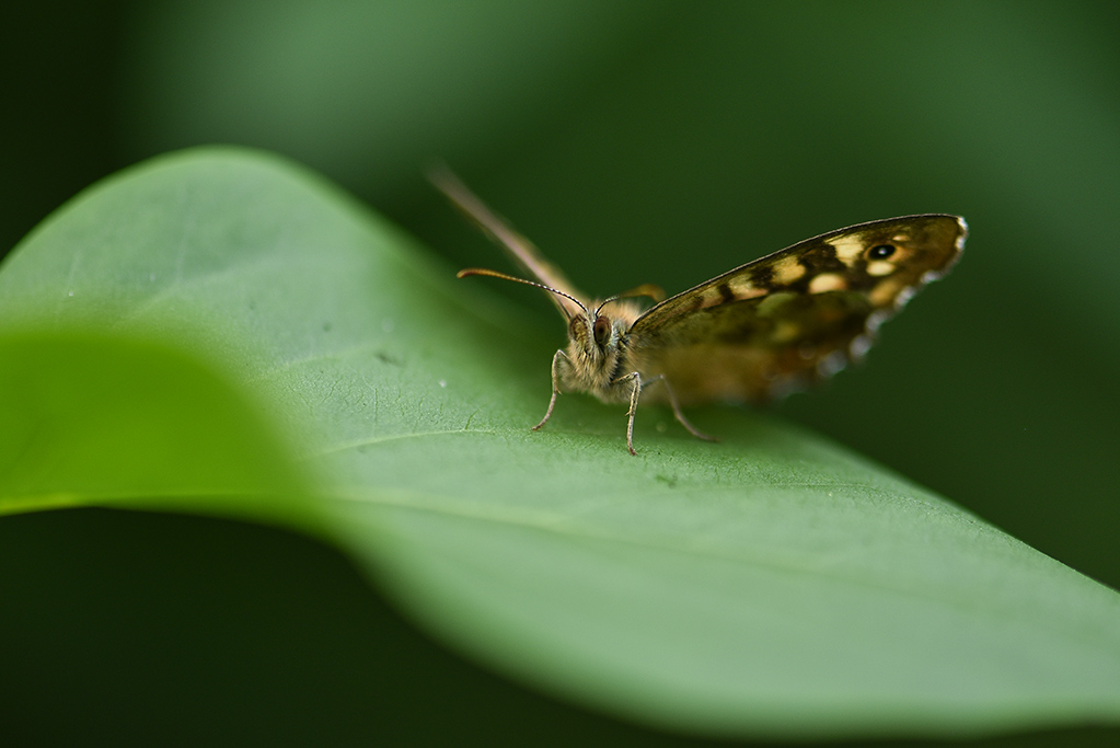 DSC_2010 copie 1.jpg