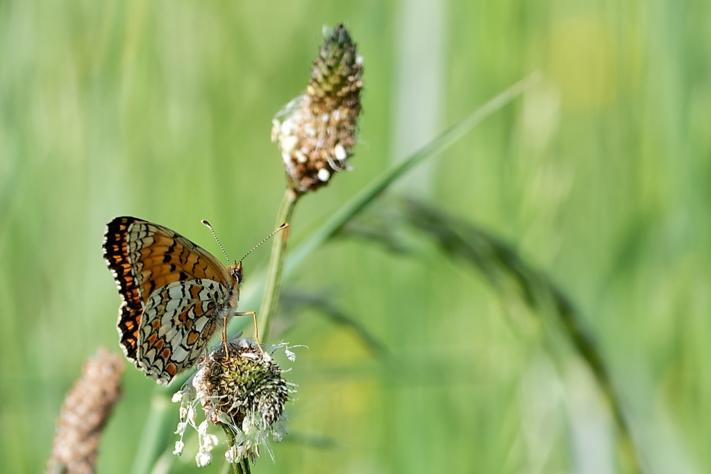 DSC_9287_DxO.jpg