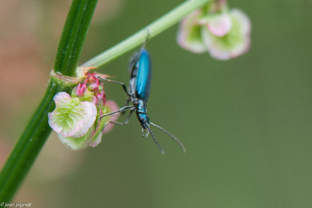 coleoptéres 05 2020-2873.jpg